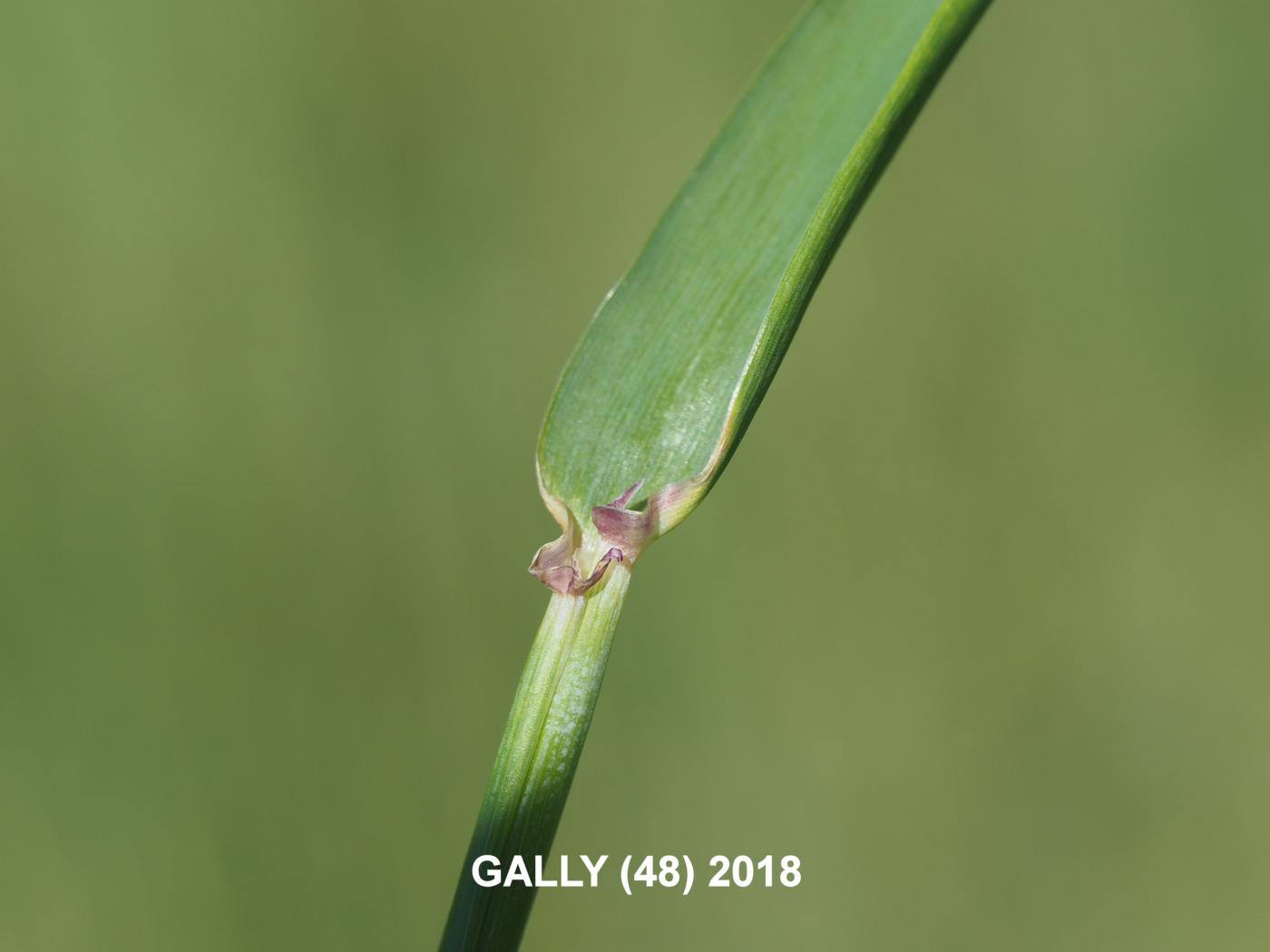 Barley, Winter leaf